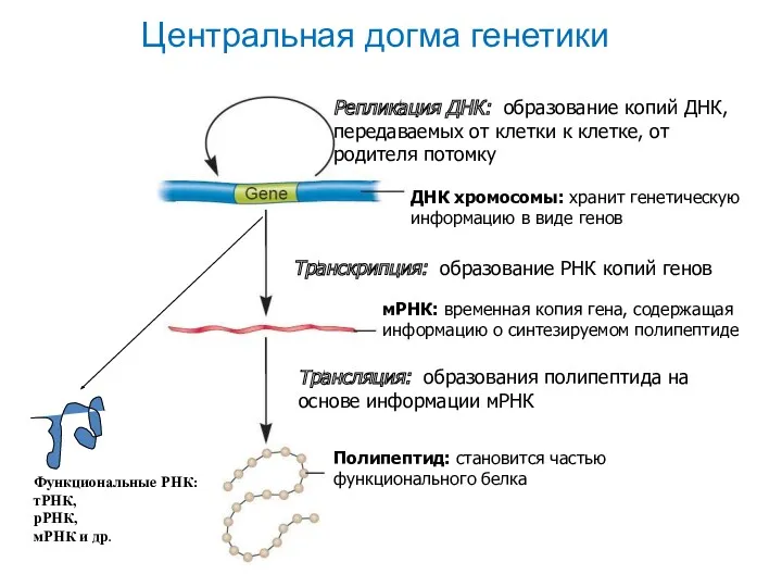 Центральная догма генетики