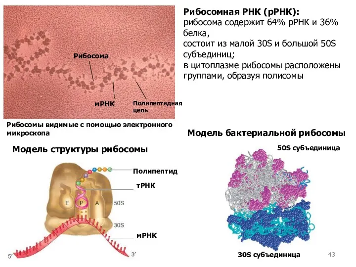 Модель бактериальной рибосомы 30S субъединица 50S субъединица Рибосомная РНК (рРНК):