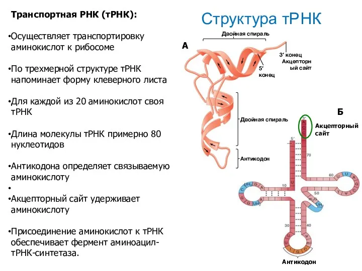 Структура тРНК Транспортная РНК (тРНК): Осуществляет транспортировку аминокислот к рибосоме