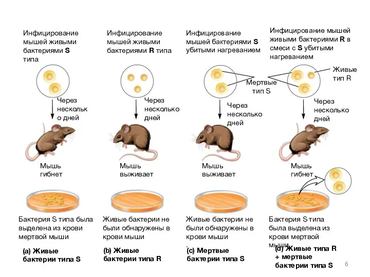 Инфицирование мышей живыми бактериями S типа Мышь гибнет Мертвые тип
