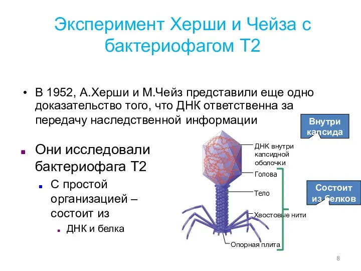 Голова Хвостовые нити Опорная плита Тело ДНК внутри капсидной оболочки