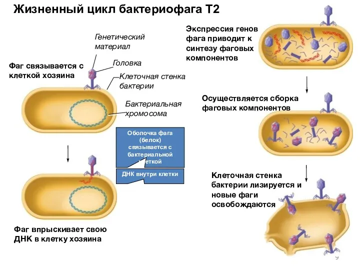 Жизненный цикл бактериофага T2 Головка Бактериальная хромосома Клеточная стенка бактерии