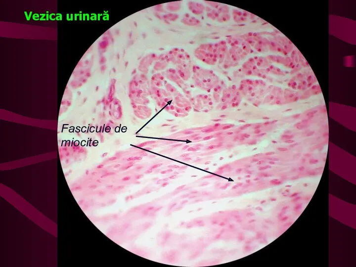 Vezica urinară Fascicule de miocite