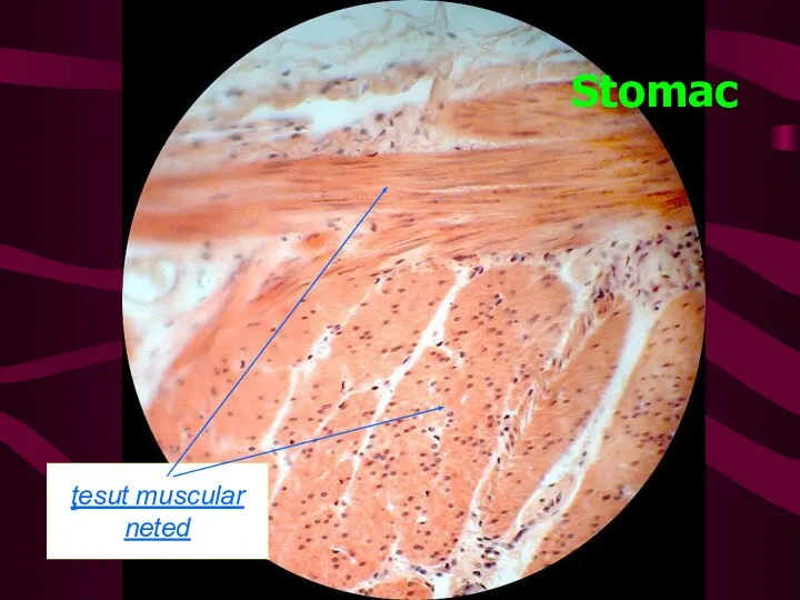 Stomac ţesut muscular neted