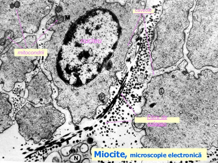 Miocite, microscopie electronică nucleu caveole caveole Fibre de colagen mitocondrii