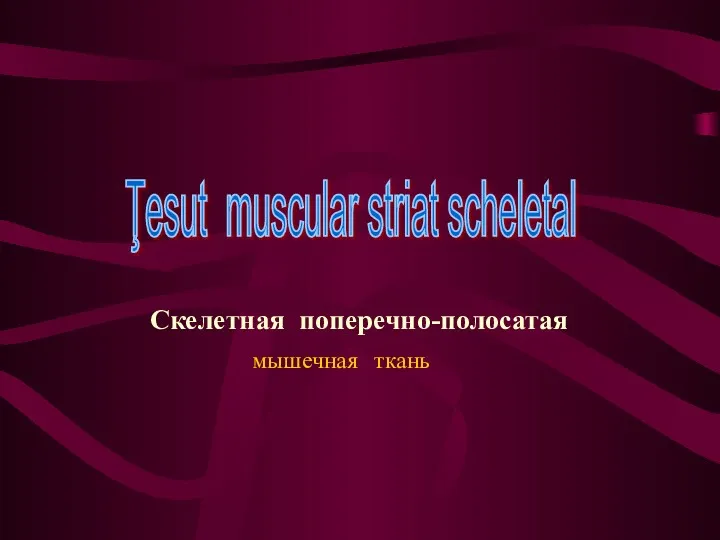 Ţesut muscular striat scheletal Скелетная поперечно-полосатая мышечная ткань