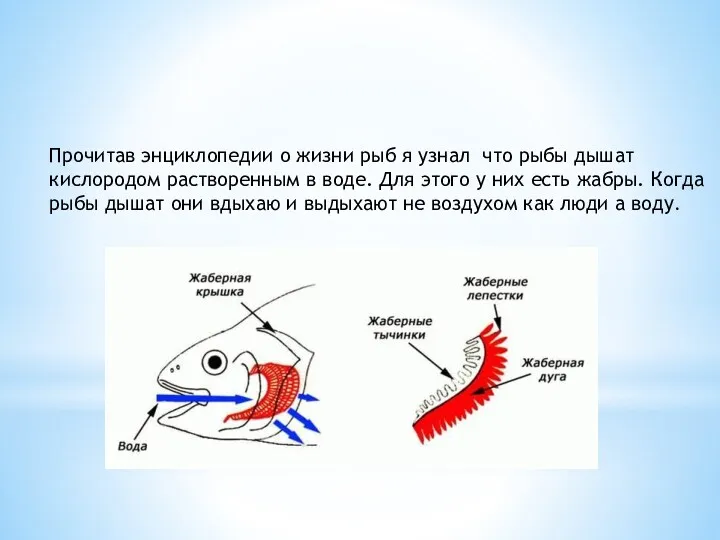 Прочитав энциклопедии о жизни рыб я узнал что рыбы дышат