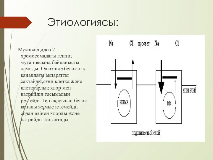 Этиологиясы: Муковисцидоз 7 хромосомадағы геннің мутациясына байланысты дамиды. Ол озінде