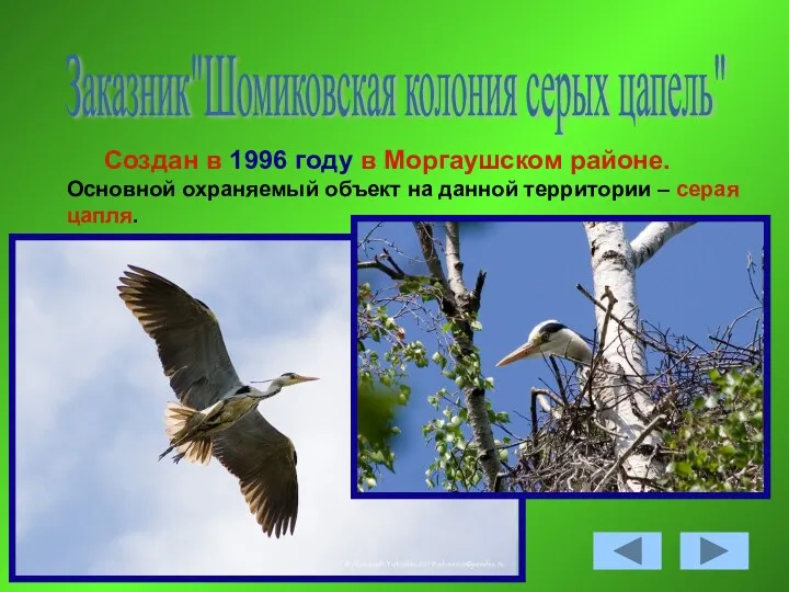 Заказник"Шомиковская колония серых цапель" Создан в 1996 году в Моргаушском