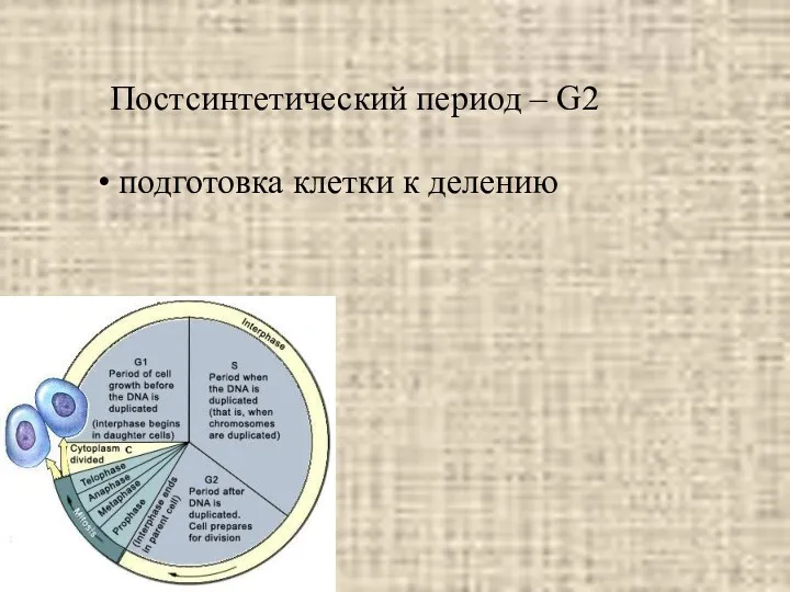 Постсинтетический период – G2 подготовка клетки к делению