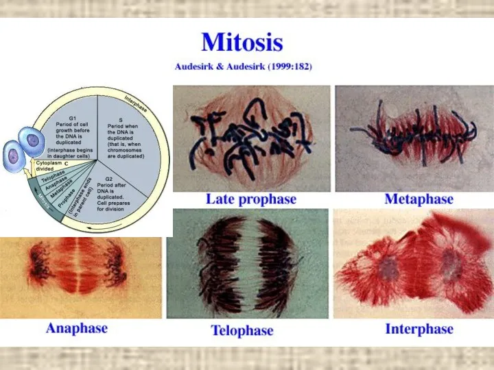 Mitosis