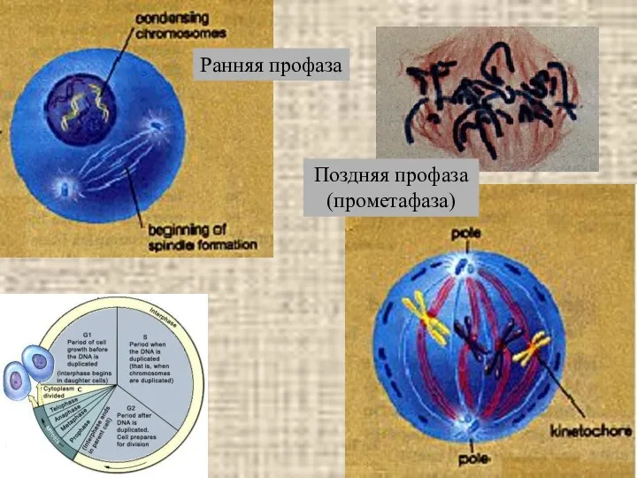 Ранняя профаза Поздняя профаза (прометафаза)