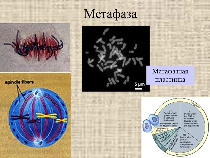 Метафаза Метафазная пластинка