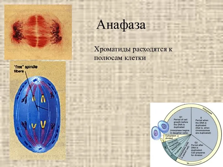 Анафаза Хроматиды расходятся к полюсам клетки