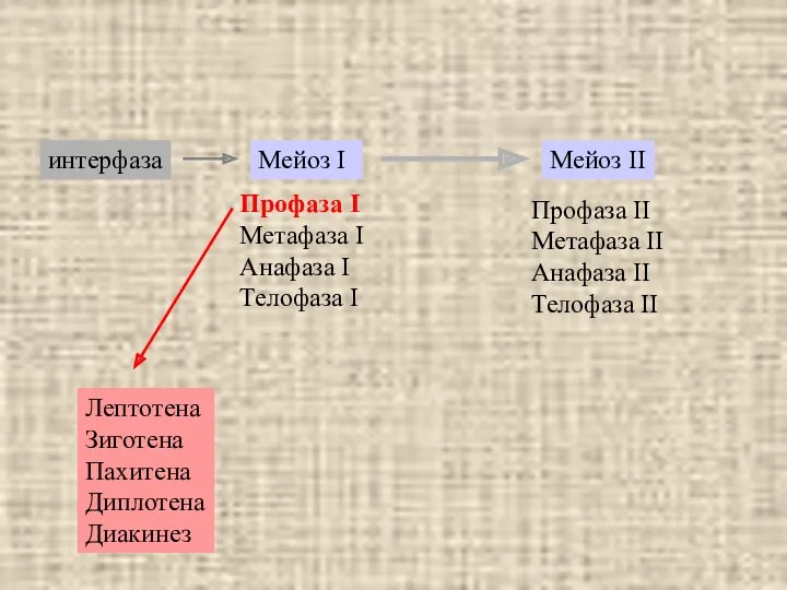 Профаза I Метафаза I Анафаза I Телофаза I Профаза II