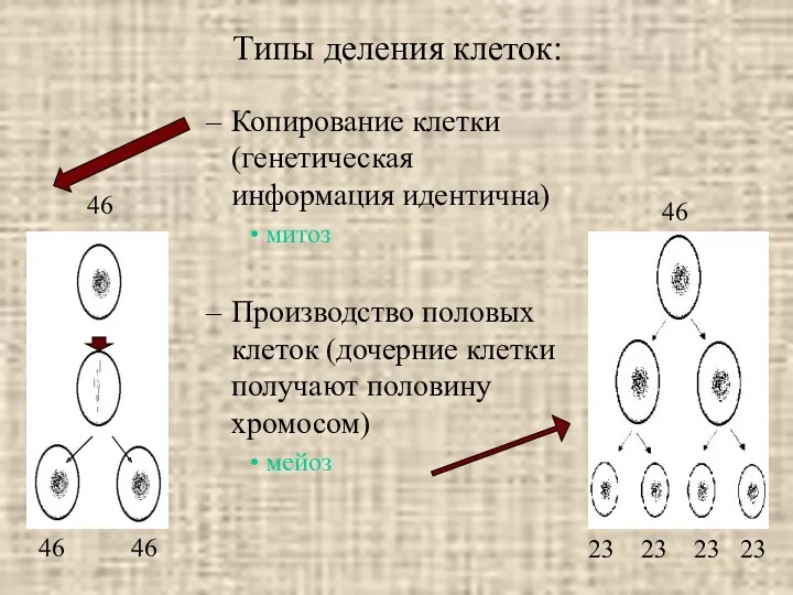 Копирование клетки (генетическая информация идентична) митоз Производство половых клеток (дочерние