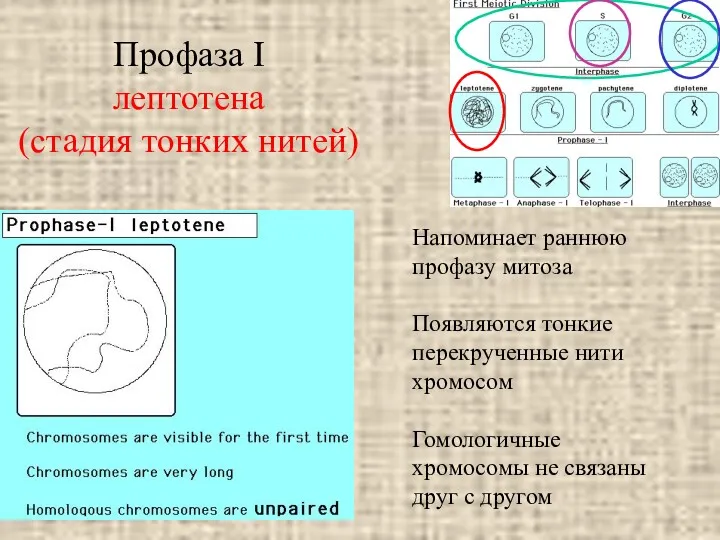 Профаза I лептотена (стадия тонких нитей) Напоминает раннюю профазу митоза