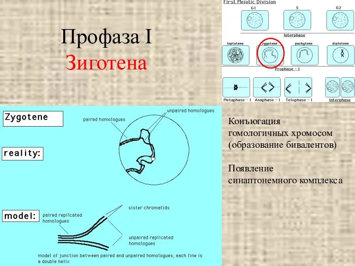 Профаза I Зиготена Конъюгация гомологичных хромосом (образование бивалентов) Появление синаптонемного комплекса