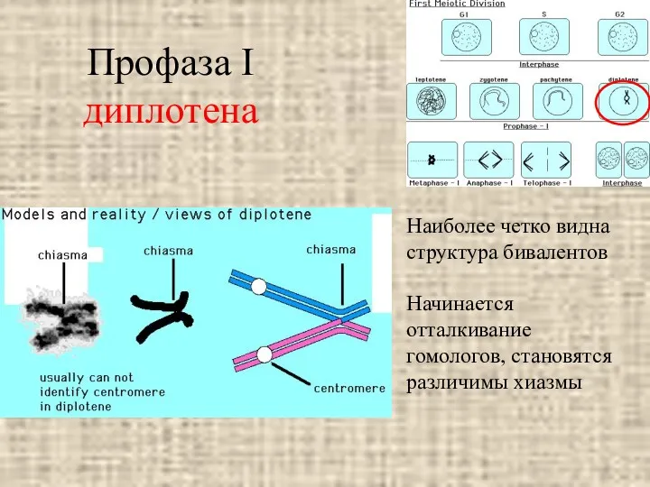 Профаза I диплотена Наиболее четко видна структура бивалентов Начинается отталкивание гомологов, становятся различимы хиазмы