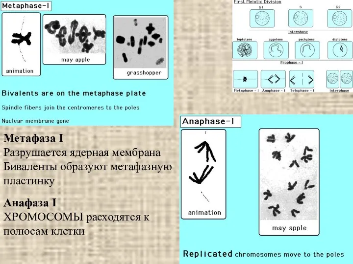 Метафаза I Разрушается ядерная мембрана Биваленты образуют метафазную пластинку Анафаза I ХРОМОСОМЫ расходятся к полюсам клетки