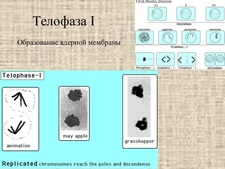 Телофаза I Образование ядерной мембраны