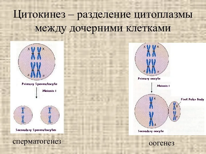 Цитокинез – разделение цитоплазмы между дочерними клетками сперматогенез оогенез