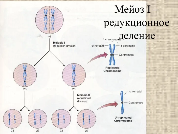 Мейоз I – редукционное деление