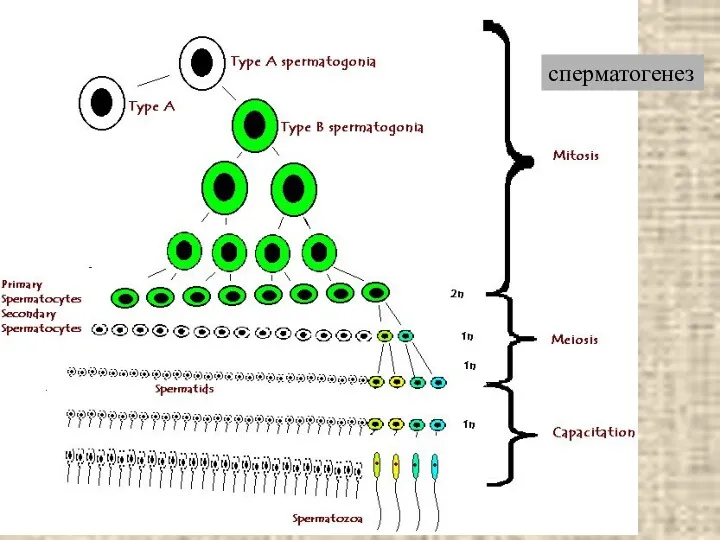сперматогенез