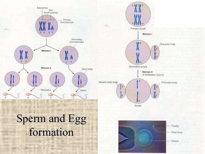 Sperm and Egg formation