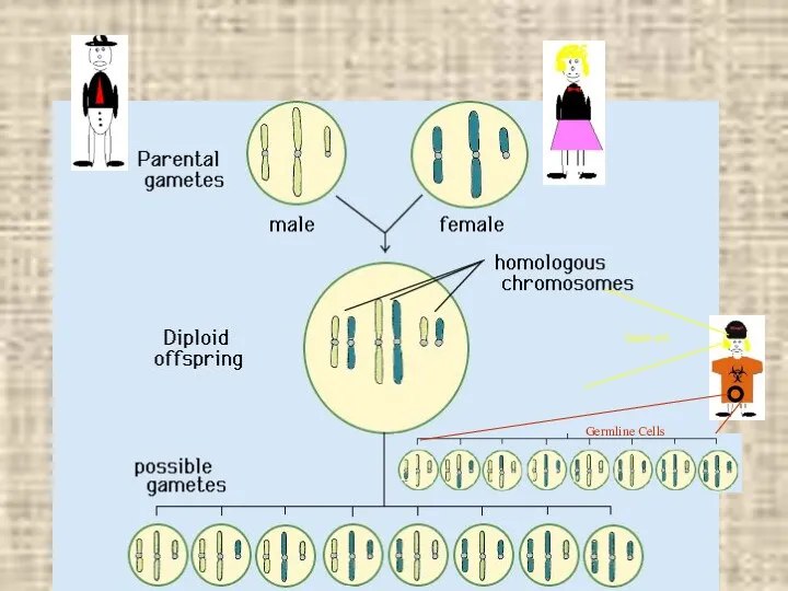 Somatic cells Germline Cells