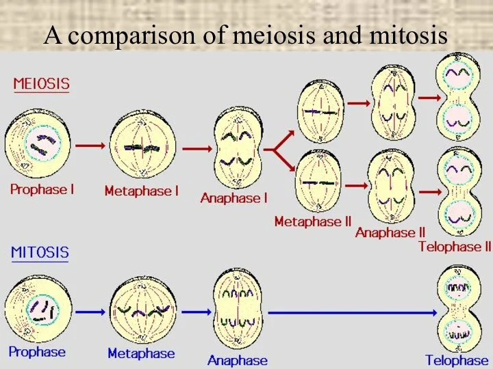 A comparison of meiosis and mitosis