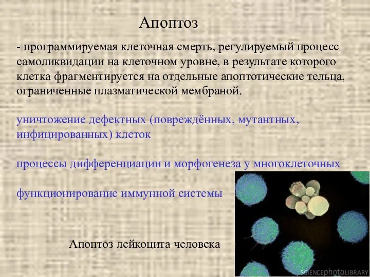 Апоптоз - программируемая клеточная смерть, регулируемый процесс самоликвидации на клеточном