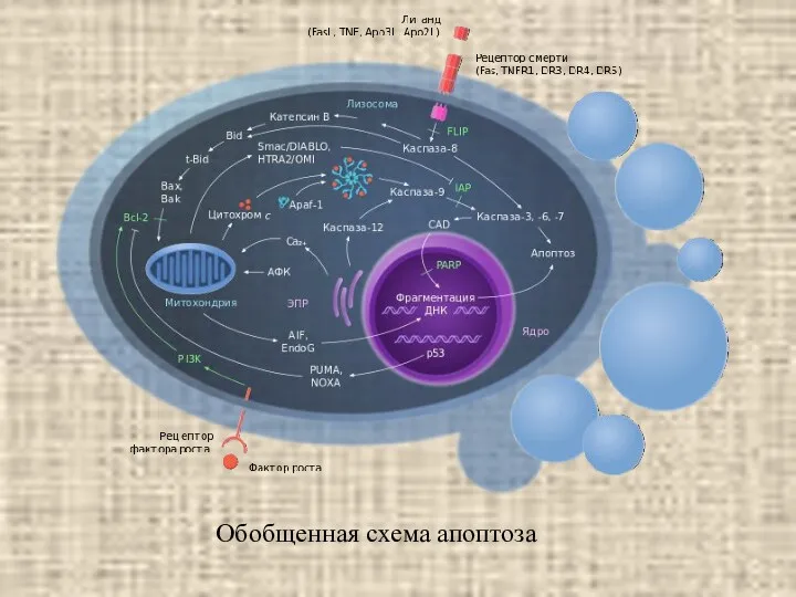 Обобщенная схема апоптоза