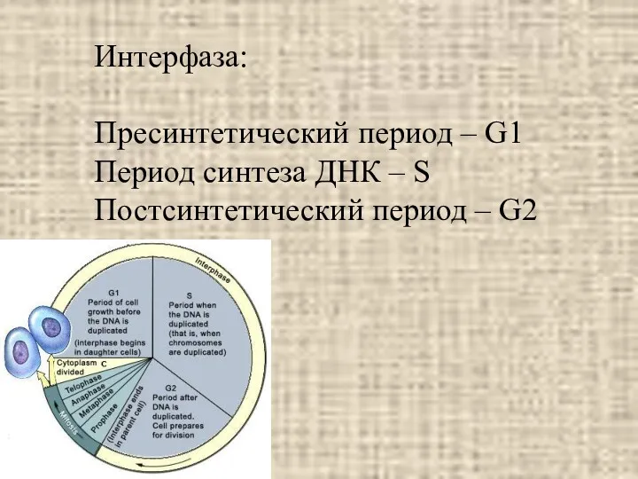 Интерфаза: Пресинтетический период – G1 Период синтеза ДНК – S Постсинтетический период – G2