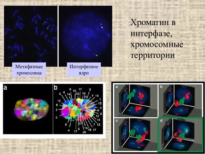 Хроматин в интерфазе, хромосомные территории Метафазные хромосомы Интерфазное ядро