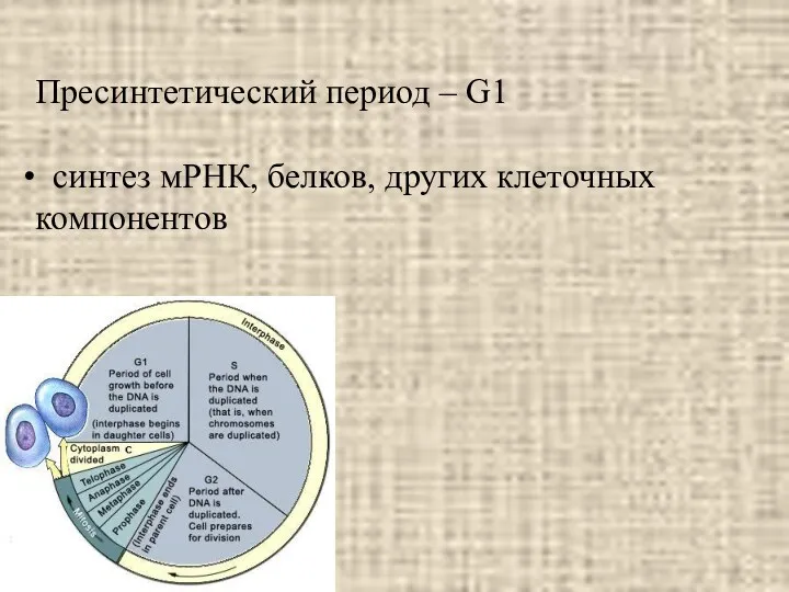 Пресинтетический период – G1 синтез мРНК, белков, других клеточных компонентов