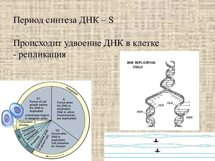 Период синтеза ДНК – S Происходит удвоение ДНК в клетке - репликация