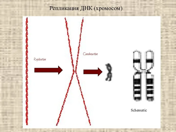 Репликация ДНК (хромосом)