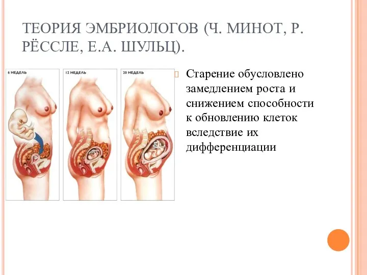 ТЕОРИЯ ЭМБРИОЛОГОВ (Ч. МИНОТ, Р. РЁССЛЕ, Е.А. ШУЛЬЦ). Старение обусловлено