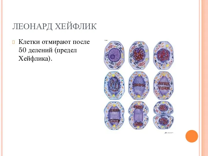 ЛЕОНАРД ХЕЙФЛИК Клетки отмирают после 50 делений (предел Хейфлика).