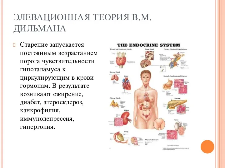 ЭЛЕВАЦИОННАЯ ТЕОРИЯ В.М. ДИЛЬМАНА Старение запускается постоянным возрастанием порога чувствительности