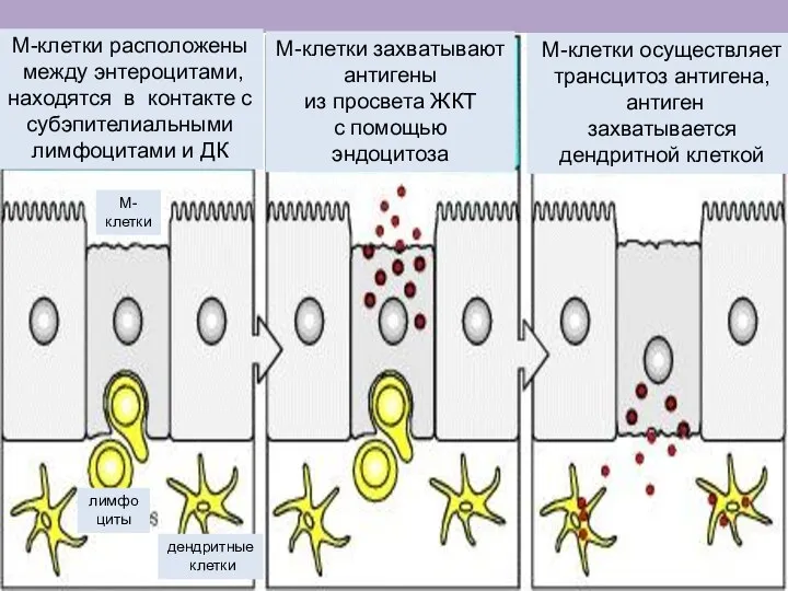 М-клетки расположены между энтероцитами, находятся в контакте с субэпителиальными лимфоцитами