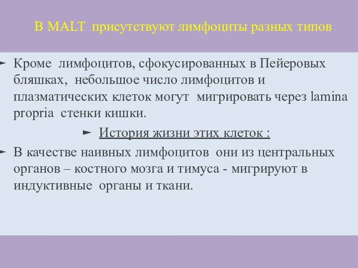 В MALT присутствуют лимфоциты разных типов Кроме лимфоцитов, сфокусированных в