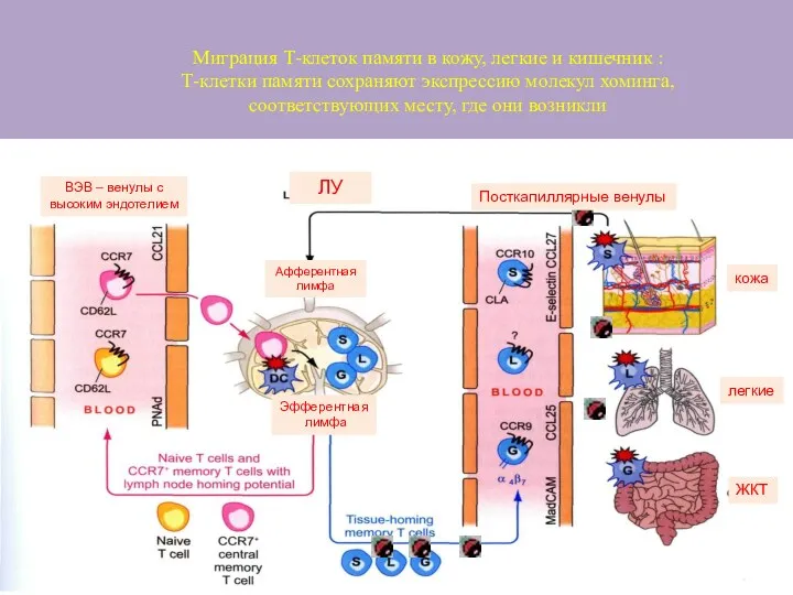 Миграция Т-клеток памяти в кожу, легкие и кишечник : Т-клетки
