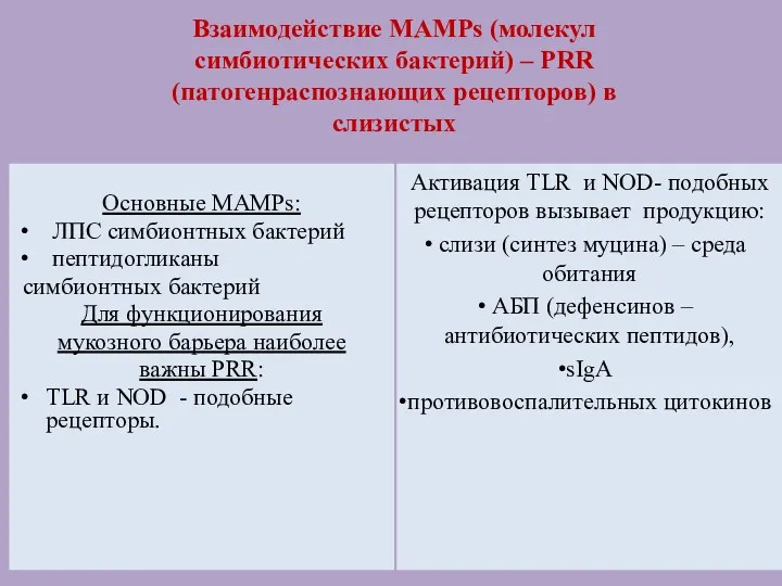 Взаимодействие MAMPs (молекул симбиотических бактерий) – PRR (патогенраспознающих рецепторов) в