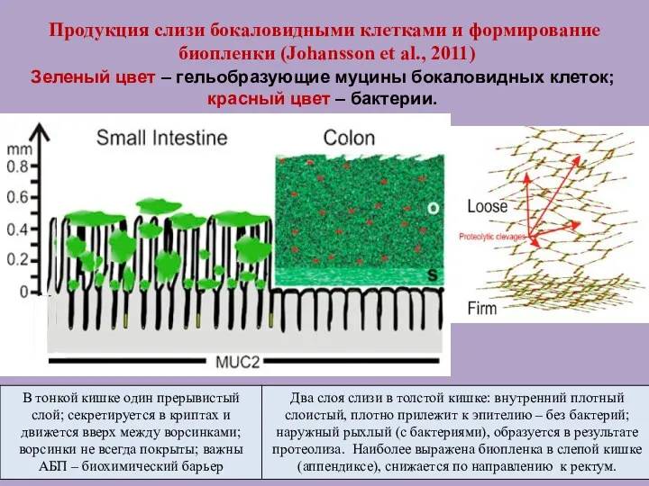 Продукция слизи бокаловидными клетками и формирование биопленки (Johansson et al.,