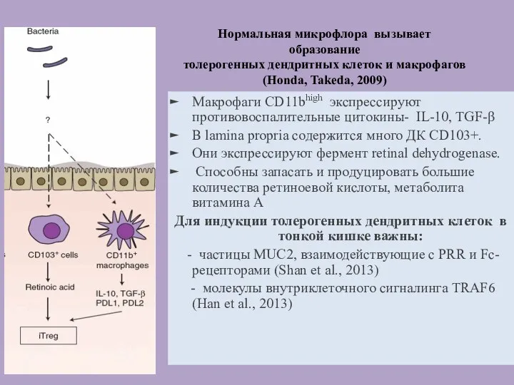 Нормальная микрофлора вызывает образование толерогенных дендритных клеток и макрофагов (Honda,