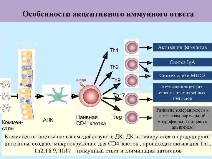 Особенности акцептивного иммунного ответа Коммен-салы АПК Наивная CD4+ клетка Активация