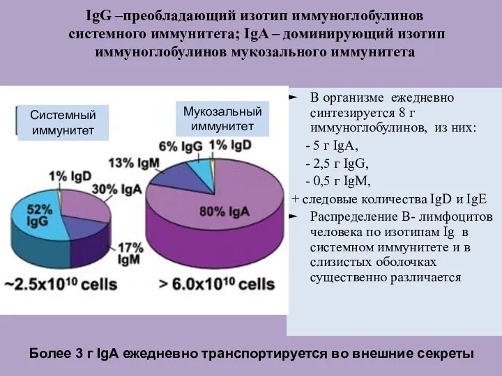 IgG –преобладающий изотип иммуноглобулинов системного иммунитета; IgA – доминирующий изотип