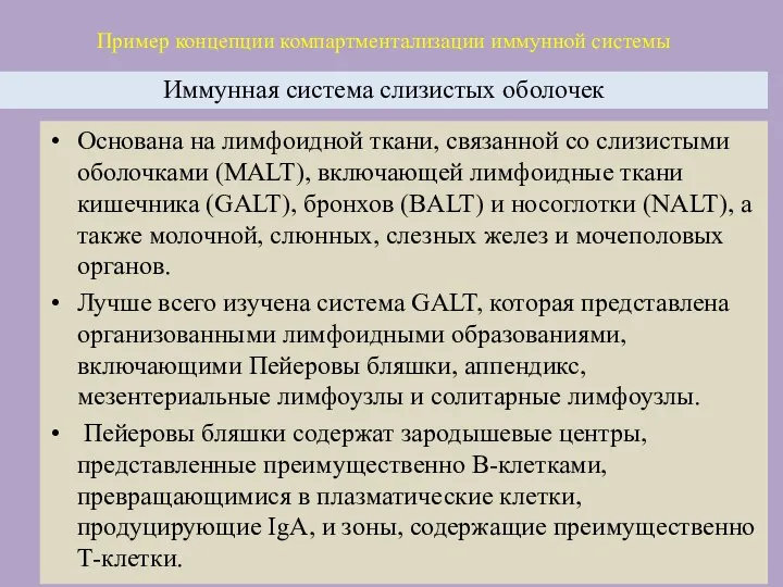 Пример концепции компартментализации иммунной системы Иммунная система слизистых оболочек Основана